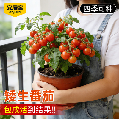 【30天爆果】四季矮生番茄吃不停