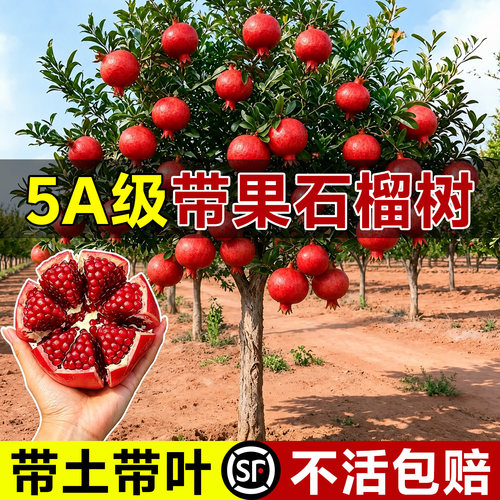 【带果发货】软籽石榴树苗包结果