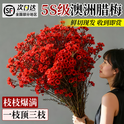 【冷链直达】澳洲腊梅鲜切花