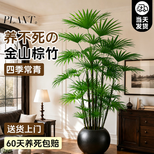 金山棕竹盆栽送货上门不活包赔