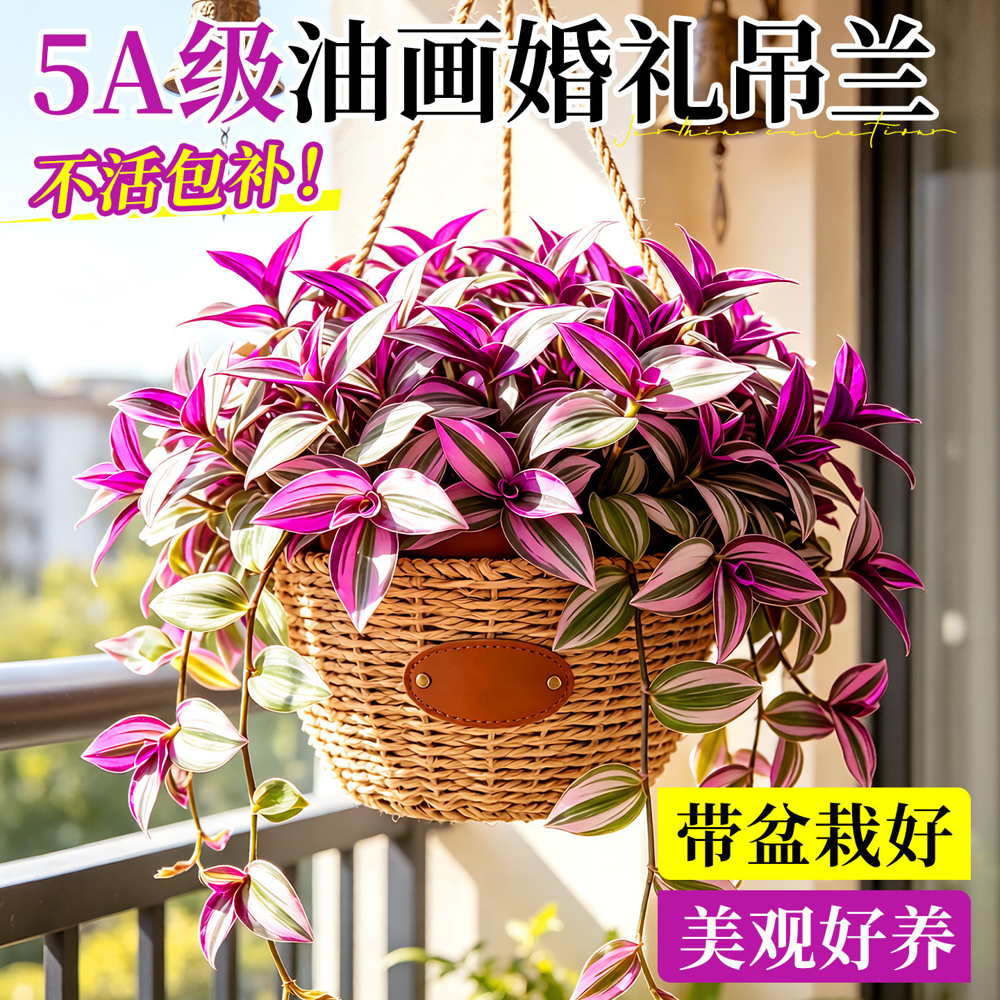 油画婚礼吊兰盆栽室内阳台多肉垂吊绿植物四季好养紫露草观叶花卉
