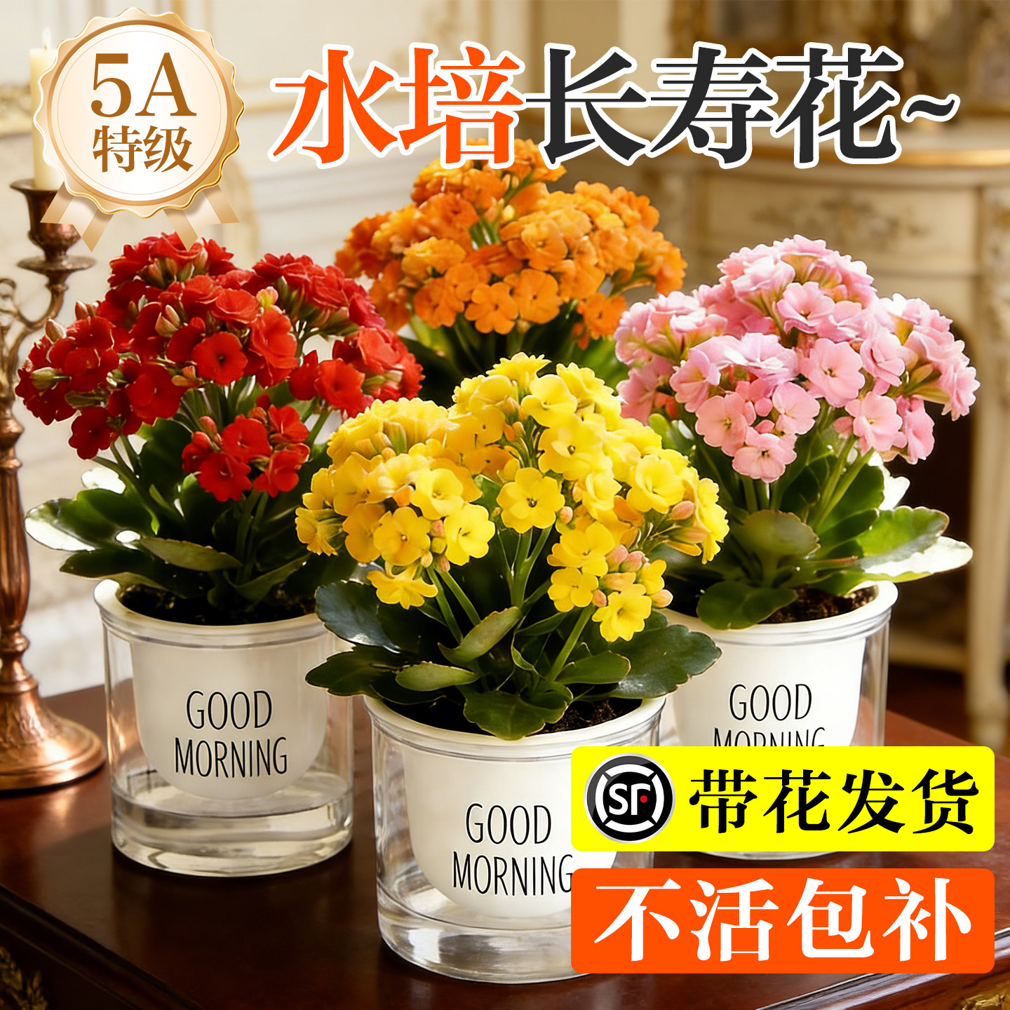 长寿花水培花卉盆栽绿植室内阳台四季好养植物客厅办公室桌面水养,鲜花速递/花卉仿真/绿植园艺,时令草本花卉,淘宝优惠券,粉丝福利购,淘宝优惠卷