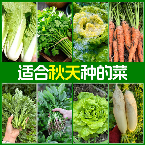 秋播蔬菜种子【发芽率超高】