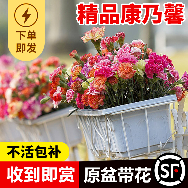 重瓣康乃馨鲜花盆栽带花苞花卉植物室内花好养活绿植四季开大花苗-封面