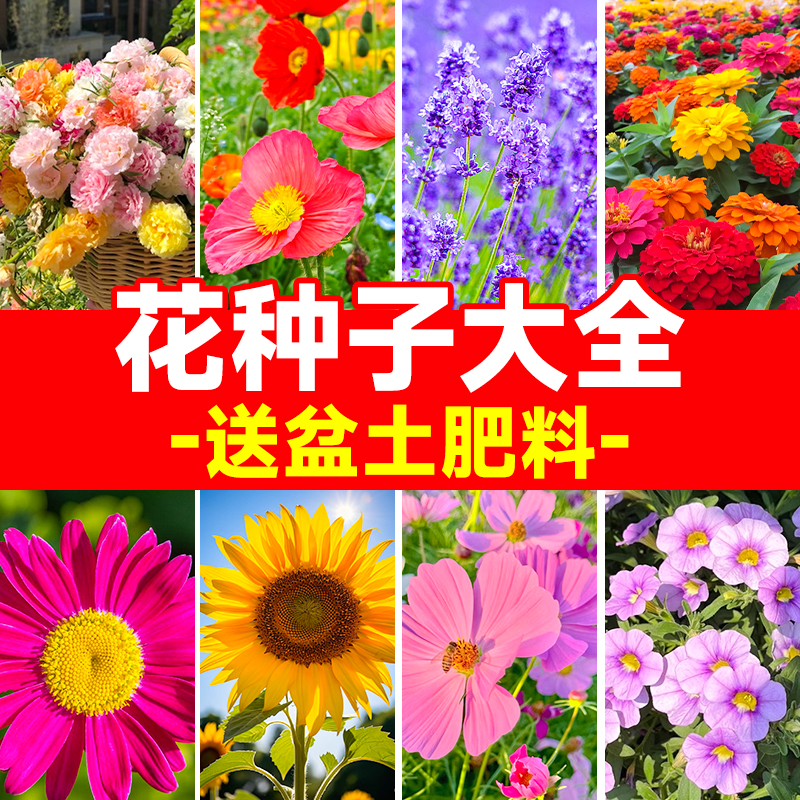 花种子大全套餐四季开花