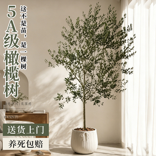 油橄榄树盆栽老桩真树苗室内客厅大型乔迁落地绿植盆景四季好养活