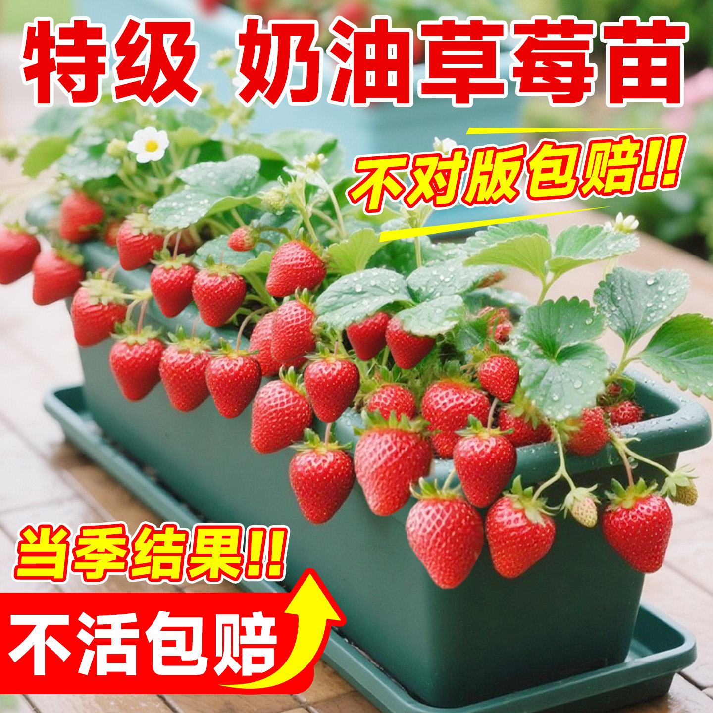 【包对版假一赔十】草莓大苗