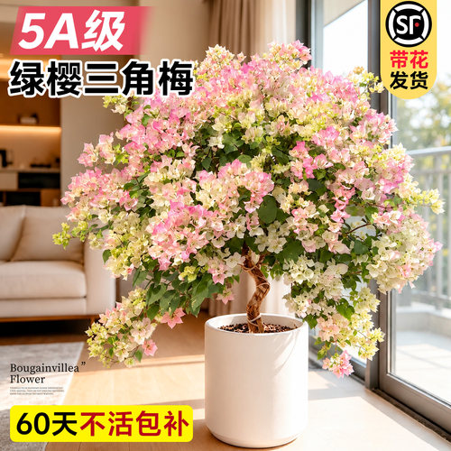 【带花发货】特级三角梅不活包补