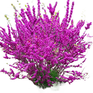 紫荆花树苗庭院花卉植物老桩丛生紫金苗带花发货室外绿化植物盆栽