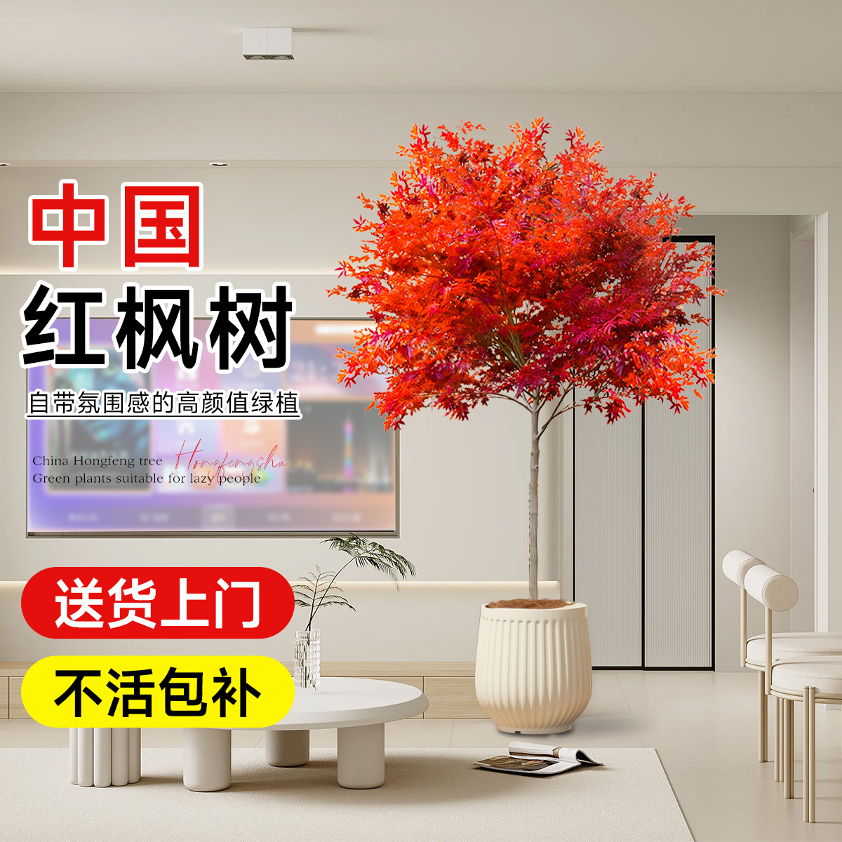 红枫室内型绿植中国红枫老桩盆景