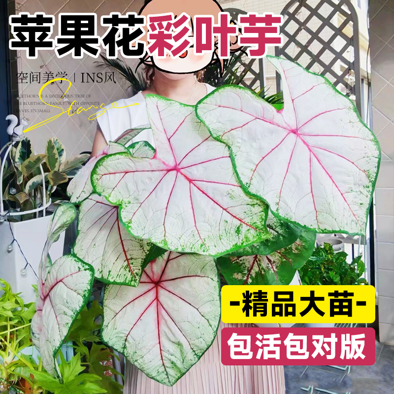 苹果花彩叶芋好养易活绿植物盆栽