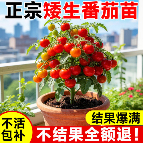 【不活包补】矮生番茄苗秧西红柿