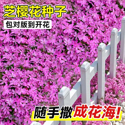 芝樱花籽种子地被植物低矮太阳花种四季播种开花室外庭院花卉草籽