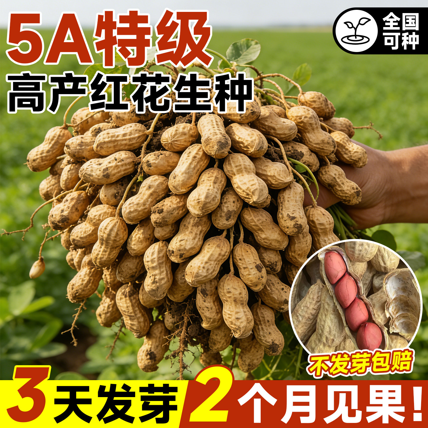 高产花生种籽优质原种红皮黑皮图片