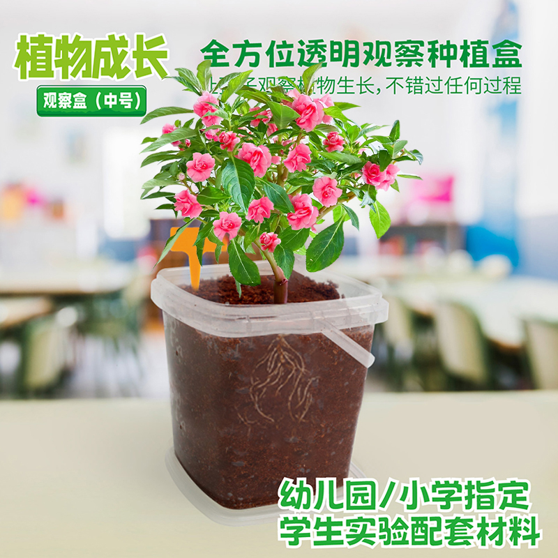 凤仙花种籽套装小学生科学实验观察指甲花植物种子儿童种植小盆栽