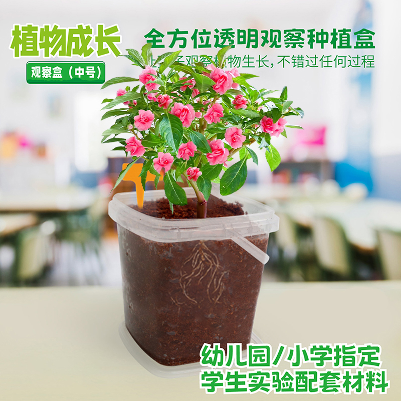 凤仙花种籽套装小学生科学实验观察套餐指甲花种子儿童种植小盆栽 鲜花速递/花卉仿真/绿植园艺 家庭园艺种子 原图主图