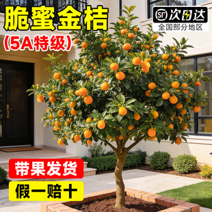 融安脆蜜金桔树树苗广西脆皮果树盆栽无籽橘子果苗四季砂糖橘食用