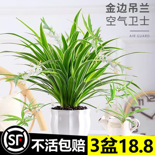 金边吊兰盆栽花卉植物室内花阳台四季常青好养活绿植水养水培垂吊