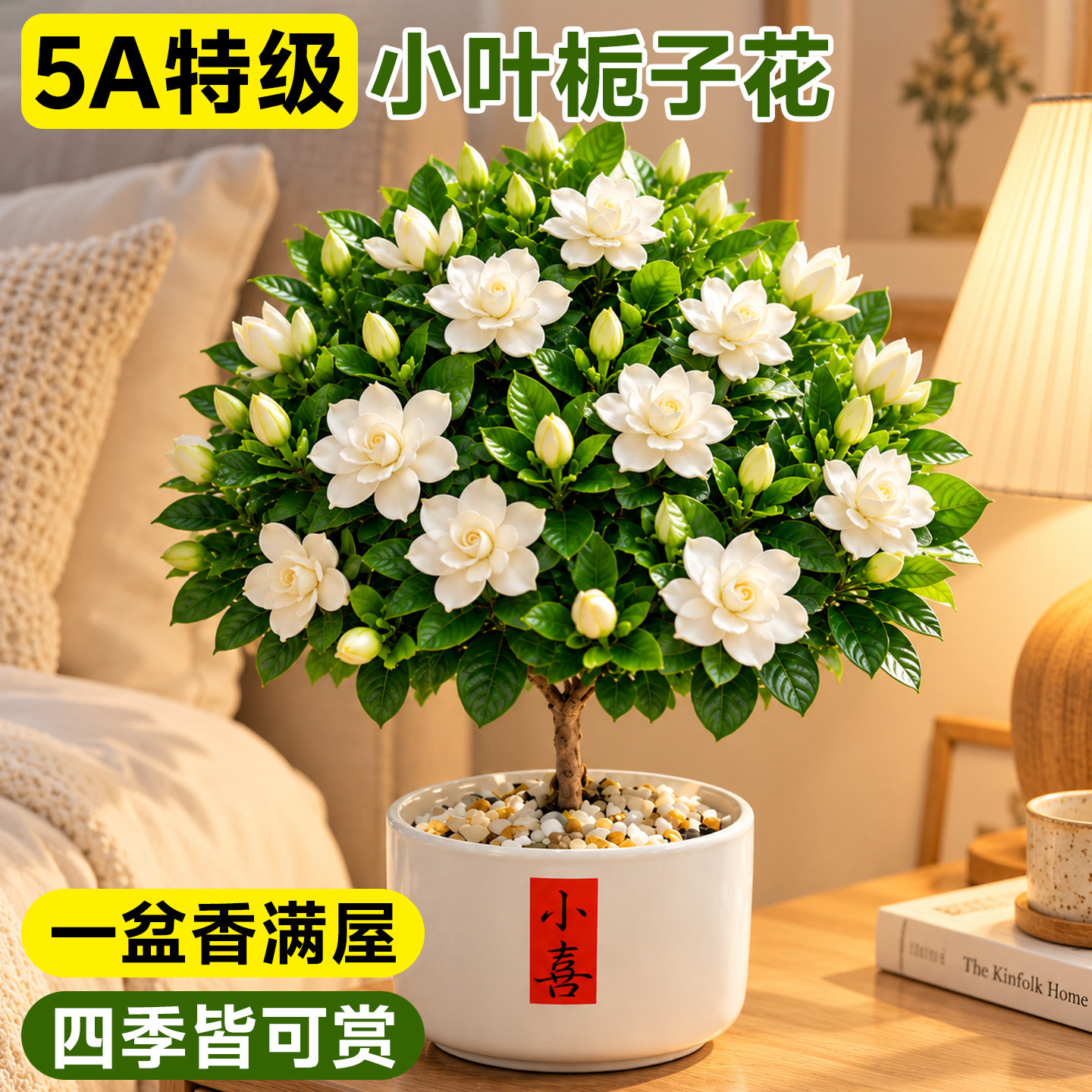 小叶栀子花盆栽四季带花苞开花卉室内客厅懒人适合养的花桌面绿植