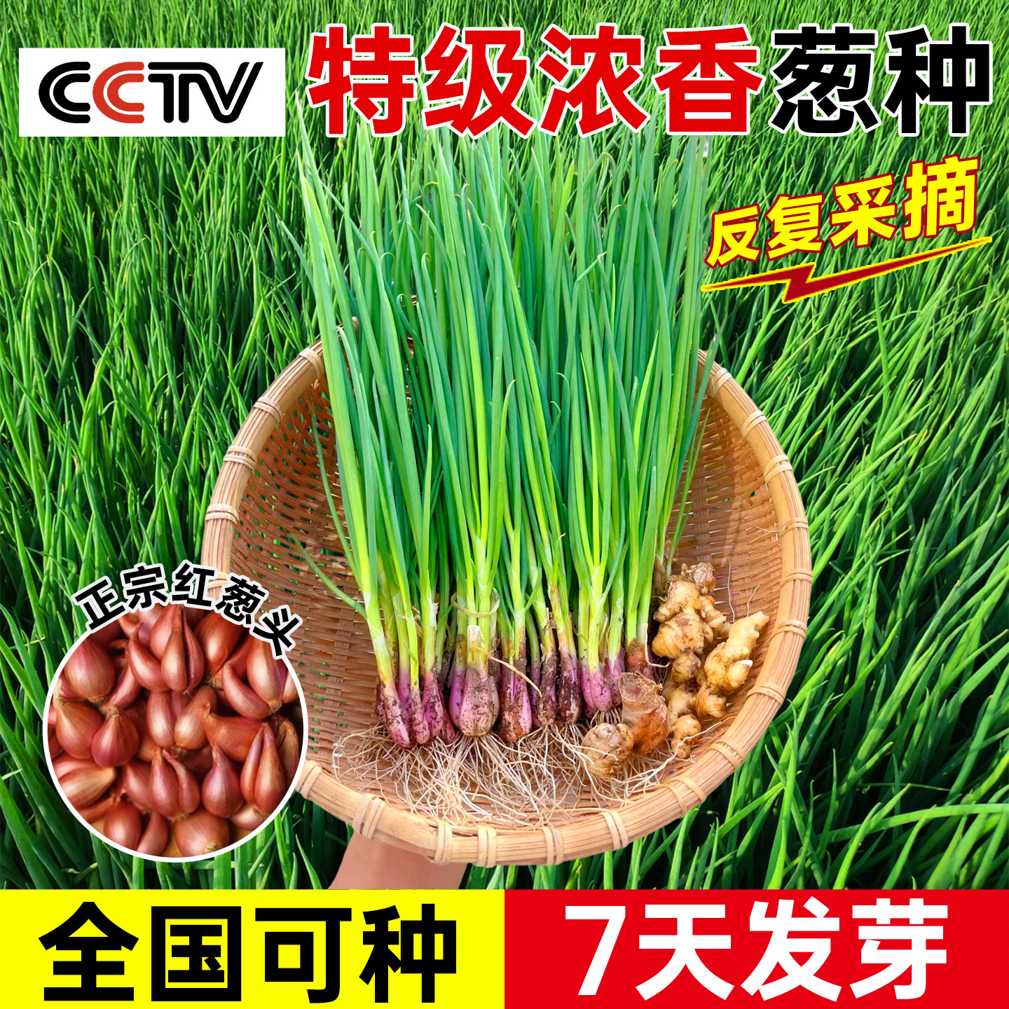 【全国可种7天发芽】特级葱种头