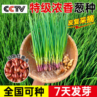 葱种子四季葱头种小香葱种头广东四川红葱头盆栽阳台本地火葱批发