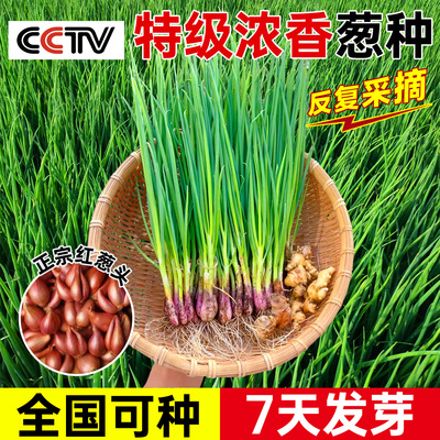 【全国可种7天发芽】特级葱种头