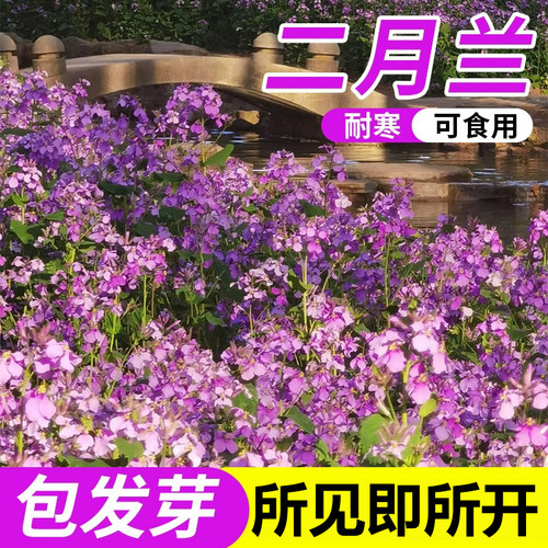 二月兰花种子诸葛菜种籽耐阴耐寒