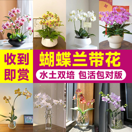 精品蝴蝶兰盆栽带花发货收到即赏