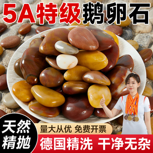 五彩鹅卵石天然铺地彩色石头批发雨花石鱼缸造景白大号原石子庭院