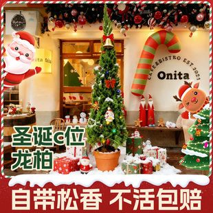 圣诞树真树龙柏树装饰品礼物氛围感摆件客厅室内外大型绿植物好养