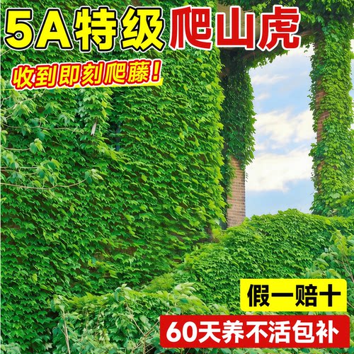 【5A特级】爬山虎大苗当季爬满院