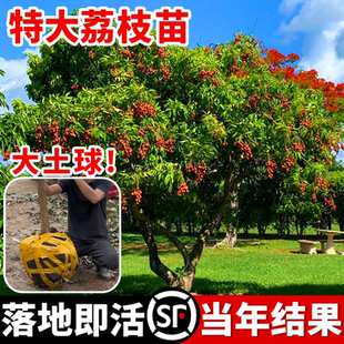 荔枝树苖妃子笑桂味荔枝树果苗南方种植庭院地栽矮化盆栽当年结果