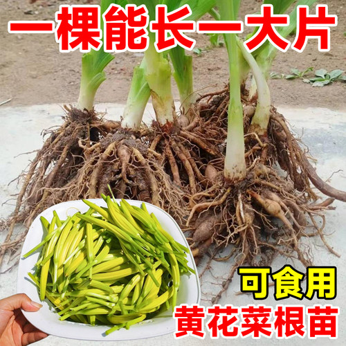 食用黄花菜根苗高产金针黄花菜种植苗金针花种苗庭院四季种植包活