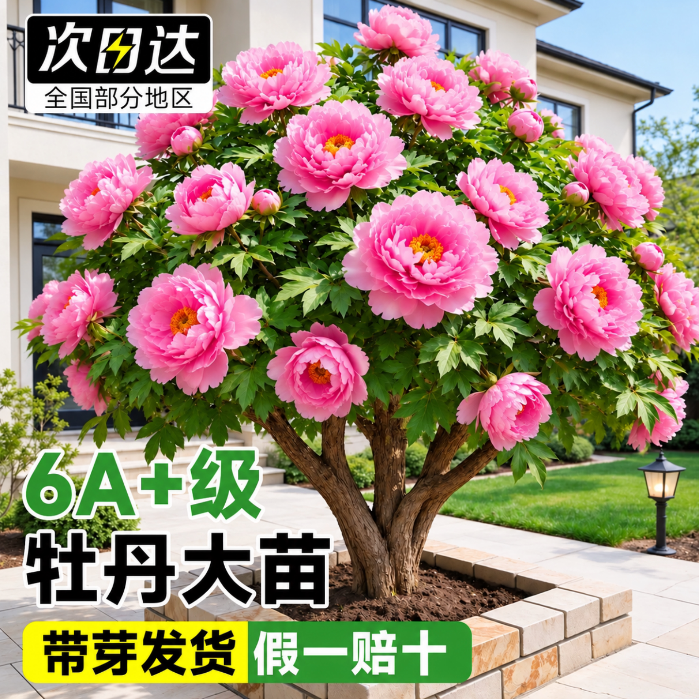 牡丹花卉盆栽老桩树苗洛阳正宗大花四季带芽孢室内花苗庭院绿植物