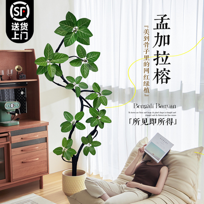 孟加拉榕客厅绿植高级感