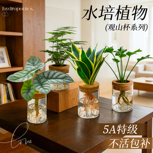 水培绿植物文竹盆栽室内好养轻奢高级感铂金钻春羽小盆栽桌面客厅