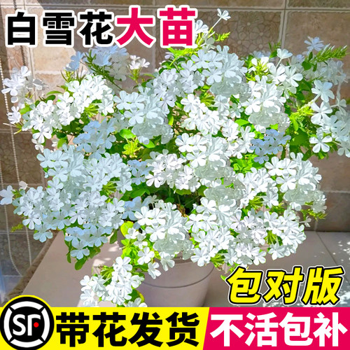 白雪花盆栽大苗四季开花