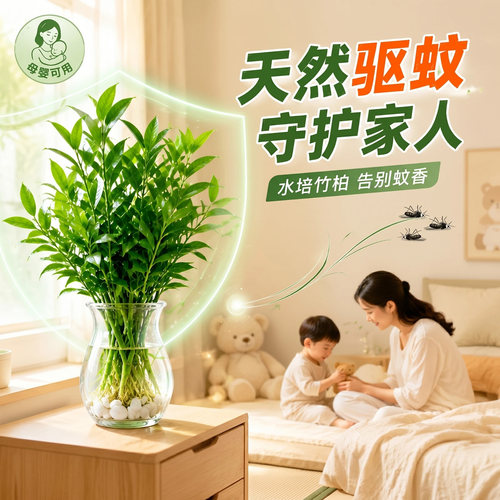 5A特级驱蚊竹柏绿植物四季常青