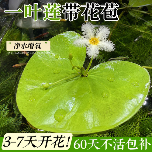 一叶莲水培带花苞浮萍水草植物