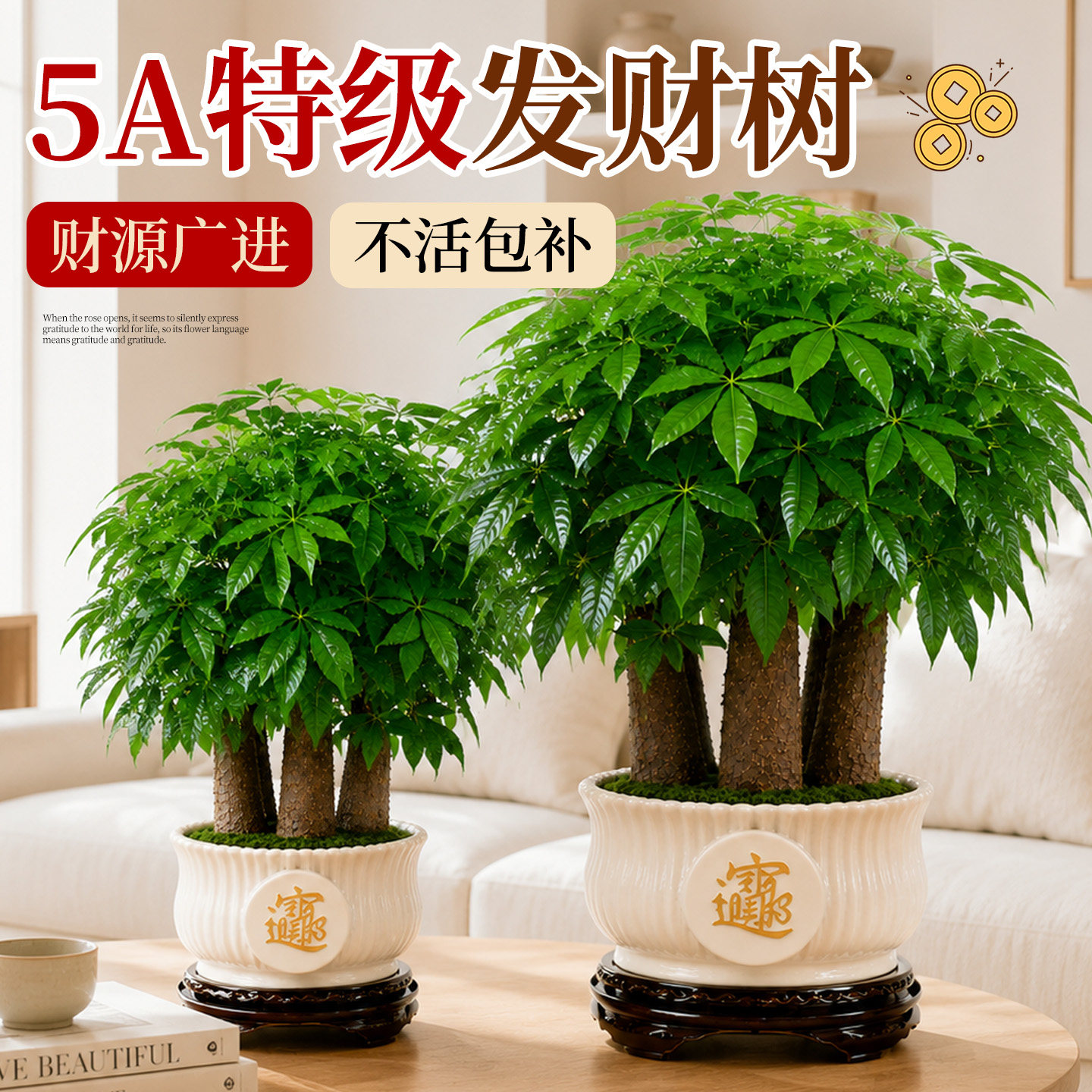 三杆发财树绿植盆栽办公室摇钱树招财运旺财植物净化空气桌面室内