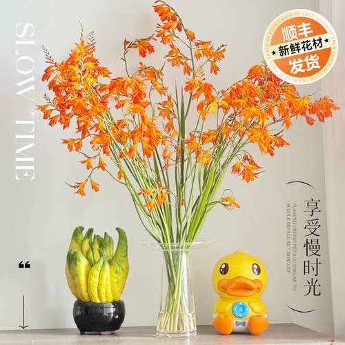 【顺丰发货】火焰兰鲜切花材水养