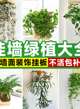 【挂墙绿植】鹿角蕨壁挂装饰
