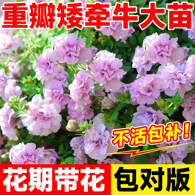 重瓣矮牵牛花苗盆栽冰淡紫带花苞爬藤垂吊庭院阳台四季开花卉植物 鲜花速递/花卉仿真/绿植园艺 时令草本花卉 原图主图