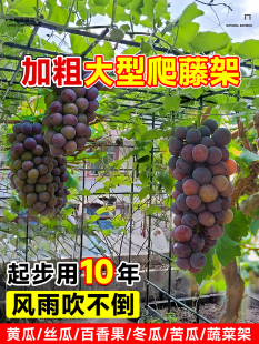 葡萄架爬藤架黄瓜爬藤架子庭院户外瓜棚苦瓜丝瓜百香果牵引专用架