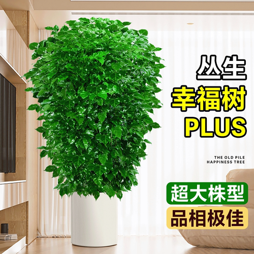 大冠幅【丛生幸福树】四季不落叶