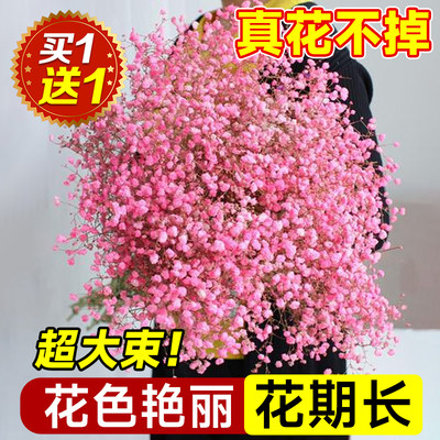 【超大束】满天星干花花束真花鲜