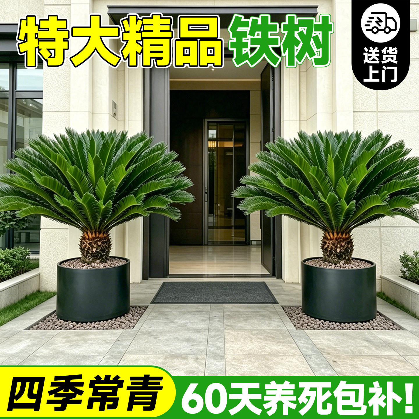 铁树盆栽树苗公母一对特大号盆景室内桌面办公室绿植物四季好养活
