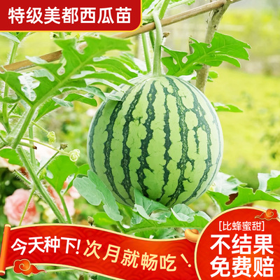美都西瓜苗包结果对版30天吃西瓜