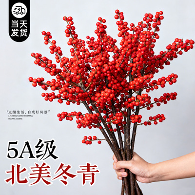 【当天发货】北美冬青红果鲜切花