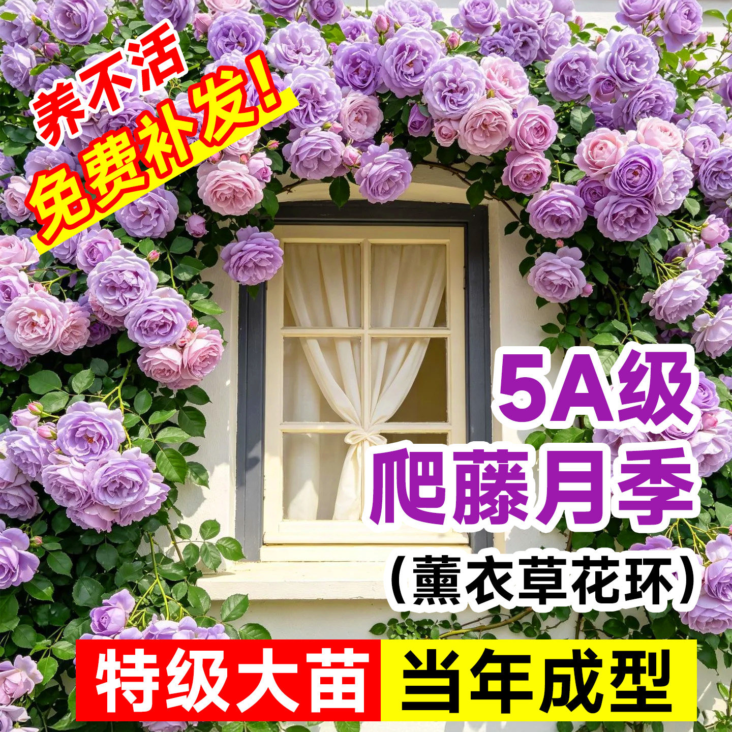 薰衣草花环月季蔷薇花苗爬藤四季开花大苗带花爬墙庭院玫瑰耐寒